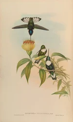 Bourciera fulgidigula = Coeligena torquata
